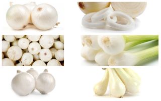 Cebula biała - zestaw 6 odmian nasion warzyw