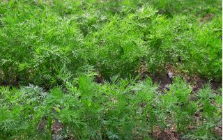 BIO Koper ogrodowy - Certyfikowane nasiona ekologiczne - 2800 nasion