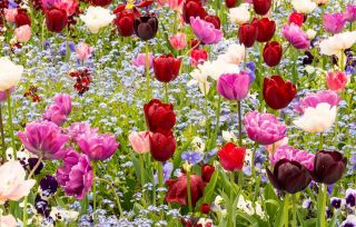 Tulipan - mieszanka gatunków i niezapominajka alpejska niebieska - zestaw cebulek i nasion