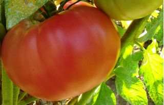 Pomidor Malinowy Olbrzym - 100 nasion
