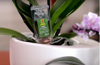 Orchid Power - odżywka do storczyków z aplikatorem - Compo - 1 x 30 ml