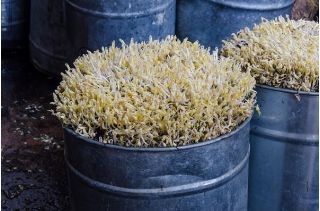 Nasiona na kiełki - Fasola Mung - 840 nasion