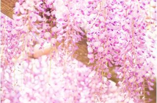 Glicynia chińska, wisteria Honbeni, Pink Ice - różowa - przepiękne pnącze - szczepiona sadzonka