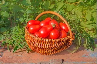 Pomidor Denar - gruntowy, gruszkowy, twardy