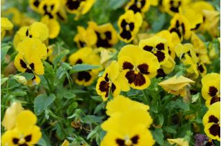 Bratek wielkokwiatowy – żółty z czarną plamą - 400 nasion