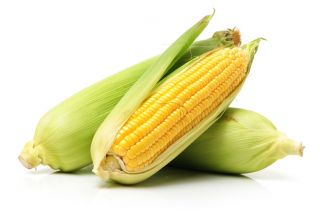 Kukurydza cukrowa Waza F1 - 50 nasion