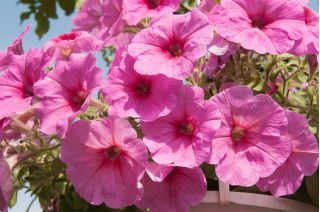 Petunia ogrodowa - Kaskada różowa - 160 nasion