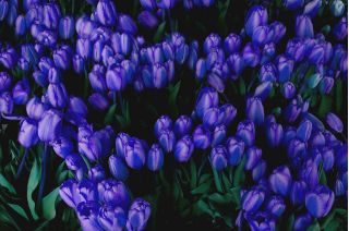 Tulipan niebieski - Blue - 5 cebulek