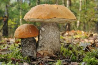 Zestaw grzybów pod brzozy + kania - 5 gatunków - grzybnia