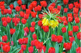 Zestaw - korona cesarska zółta i tulipan czerwony - 18 szt.