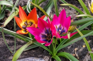Tulipan Little Beauty - duża paczka! - 50 szt.