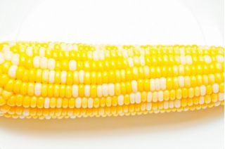 Kukurydza cukrowa Ramondia - 70 nasion