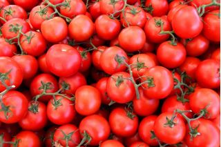 Pomidor Baron - do uprawy pod osłonami - 35 nasion