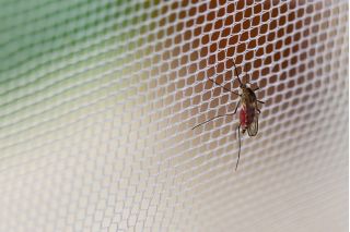 Biała siatka - moskitiera przeciw owadom - z taśmą samoprzylepną - 150 x 180 cm