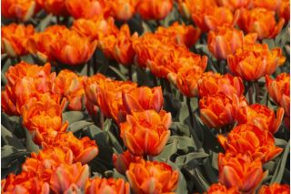 Tulipan Orange Princess - 5 cebulek