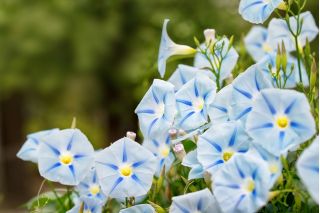 Wilec trójbarwny Blue Star – niezwykle okazałe kwiaty! - 56 nasion