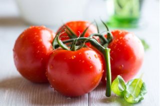 Pomidor karłowy Betalux - 220 nasion