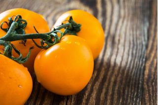 Pomidor Złoty Ożarowski - 80 nasion