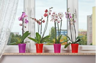 Orchidea - osłonka do storczyków - czerwona transparentna - 12,5 cm