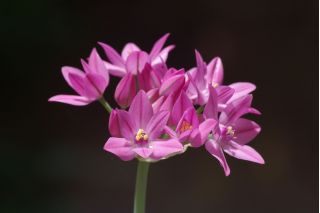 Czosnek kazachstański, czosnek Ostrowskiego - Allium oreophilum - 20 cebulek