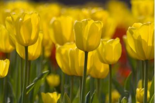 Tulipan żółty - Yellow - 5 cebulek