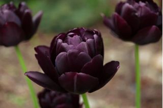 Tulipan Black Hero - 5 cebulek