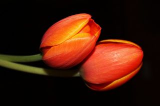 Tulipan pomarańczowy Orange - 5 cebulek
