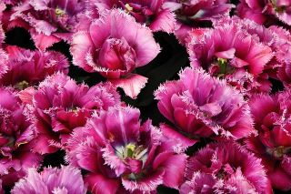 Tulipan fryzowany, strzępiasty Mascotte - 5 cebulek