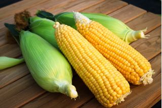 Kukurydza cukrowa Waza F1 - 50 nasion