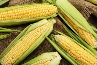 Kukurydza cukrowa Złota Karłowa - 120 nasion