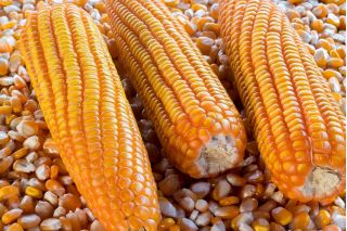 Kukurydza pękająca Płomyk - 200 nasion