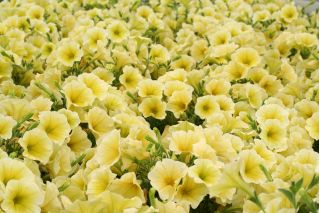 Petunia ogrodowa - Kaskada żółta - 160 nasion