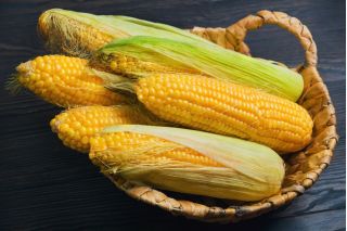 Kukurydza cukrowa Golden Bantam - 100 nasion