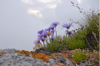 Mieszanka kwiatów - Kwiaty Tatr Polskich