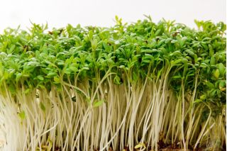BIO Nasiona na kiełki - Rzeżucha - Certyfikowane nasiona ekologiczne - 13500 nasion