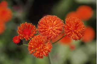 Emilia - koszyczkowe, cynobrowe kwiaty - 130 nasion