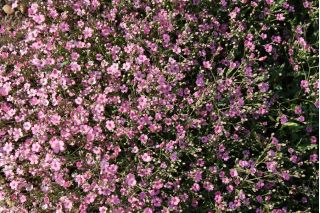 Gipsówka wytworna różowa - 1400 nasion