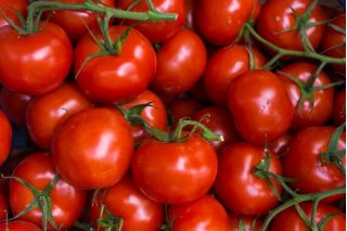 Pomidor Harzfeuer F1 - gruntowy, znany i ceniony w Europie - 175 nasion