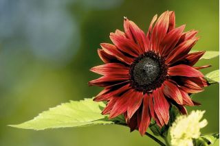 Słonecznik ozdobny Red Sun - bordowy z czarnym środkiem - 80 nasion