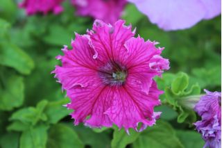 Petunia o kwiatach strzępiastych - różowa - 80 nasion
