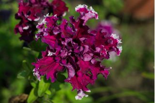 Petunia o kwiatach strzępiastych - mieszanka - 80 nasion