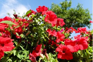 Petunia ogrodowa - Kaskada czerwona - Superkaskadia - 12 nasiona