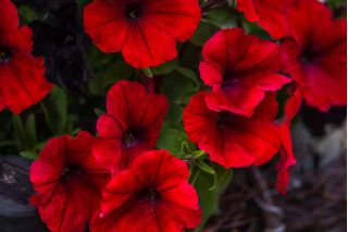Petunia ogrodowa - Kaskada czerwona - Superkaskadia - 12 nasiona