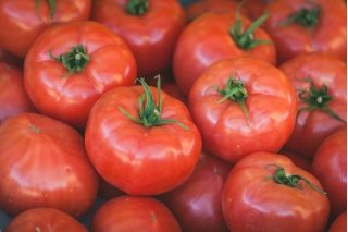 Pomidor Tolek - duże owoce, nadają się do obierania bez parzenia