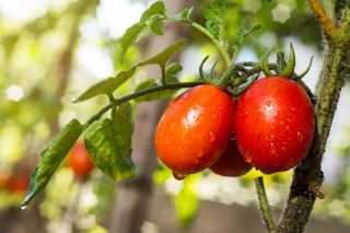 Pomidor Cencara F1 - szklarniowy, wysoki