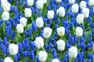 Biało-niebieska łąka - tulipan biały i szafirek armeński