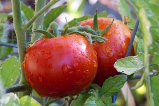Pomidor Etna F1 - gruntowy, karłowy