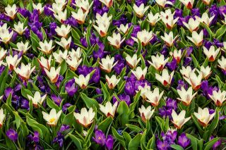 Zestaw - krokus fioletowy i tulipan kremowy - 50 szt.