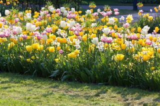 Zestaw tulipanów z narcyzem - tulipan biały, żółty, różowo-biały i narcyz biały - 60 szt.