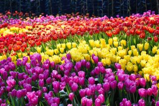 Zestaw tulipanów w kolorze fioletowym, żółtym i pomarańczowym - 45 szt.